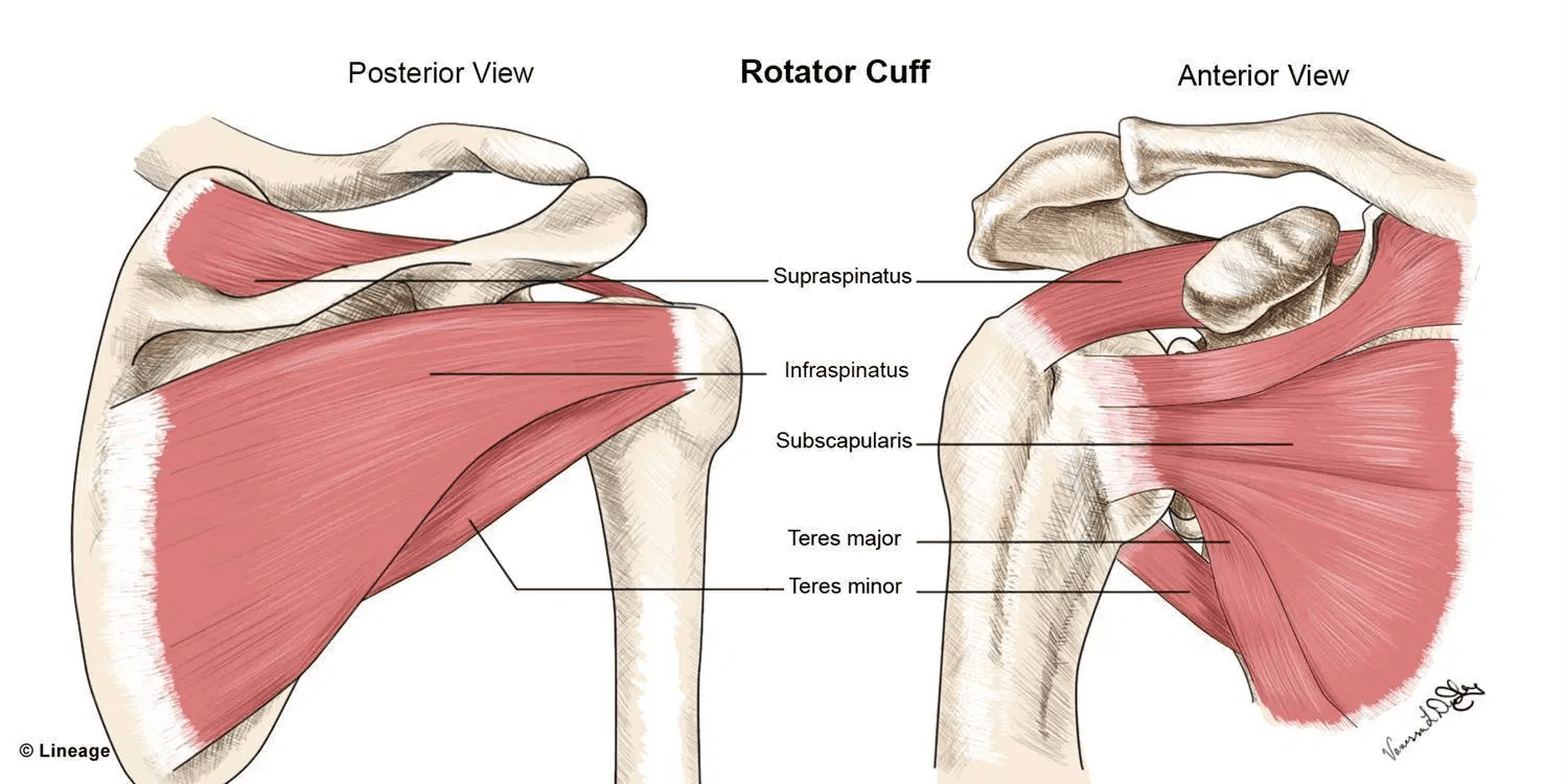 Rotator Cuff Pain Assessment Which Muscle Is It Rehab U BLOG