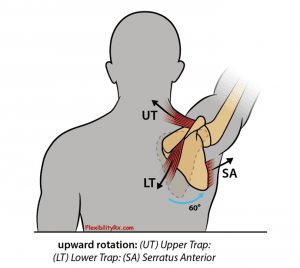scapula upward rotation image