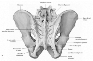 SI joint ligaments