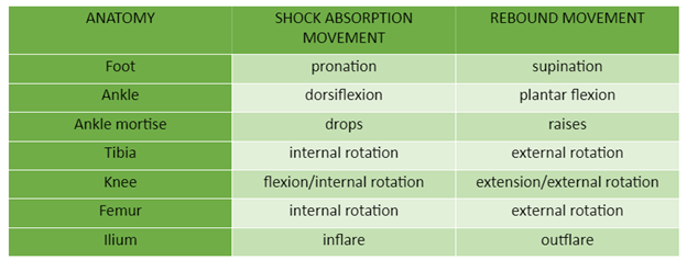Serola shock absoprtion